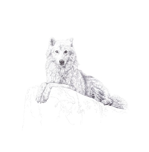 'Atka', signed and numbered luxury Archival Pigment Print 