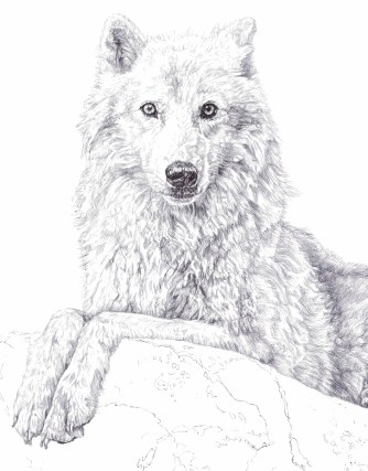'Atka', detail of black Biro drawing, 2013