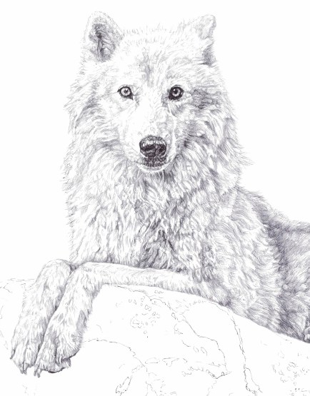 'Atka', detail of black Biro drawing, 2013