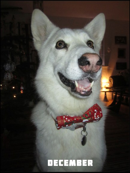 LILY CALENDAR DECEMBER