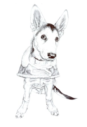 'Lily', 2008, original black Biro drawing of Lily aged 14 weeks by Jane Lee McCracken