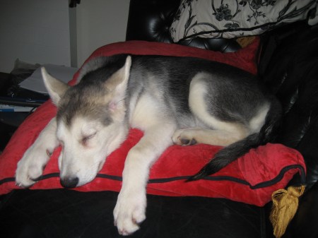 'Lily' aged 15 weeks during the photo shoot for 'The Red Horse and the Wolf Cub'