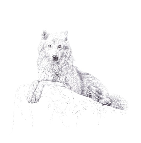 'Atka', 2013, original black Biro drawing