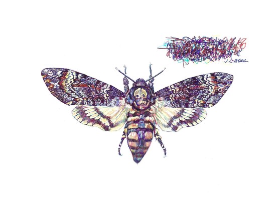 'Death's-head Hawkmoth', 2012, colour Biro drawing by Jane Lee McCracken