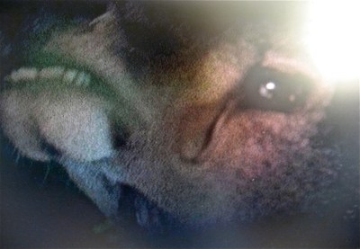 Artist's still photograph of a deer from 'A Prophet', Jacques Audiard, 2009