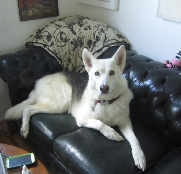 Commandeering the sofa