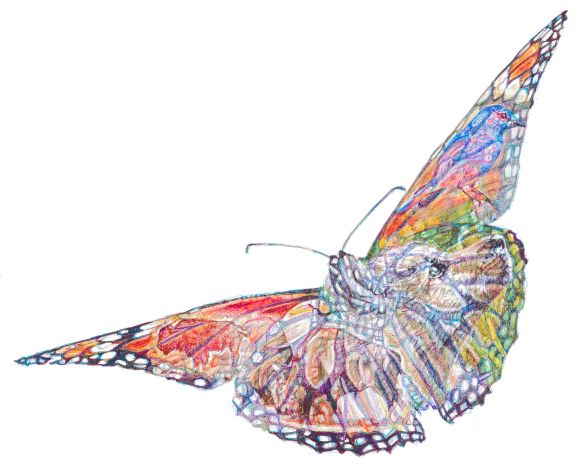 'American Dream', colour Biro drawing, detail - Nikai and Monarch Butterfly