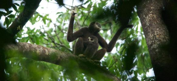 'Mother and Young Gibbon' Photo Credit:  WCS -Malaysia Program