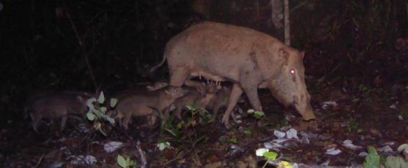 'Bearded Pig and Young' Camera Trap Image.  Photo Credit: WCS-Malaysia Program