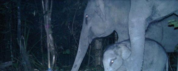 'Asian Elephants, Mother and Calf' Camera Trap Image.  Photo Credit: WCS-Malaysia Program