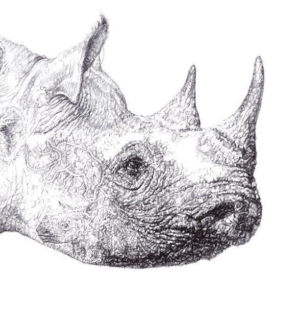 'Rhino 2014', Starlit Rhino detail