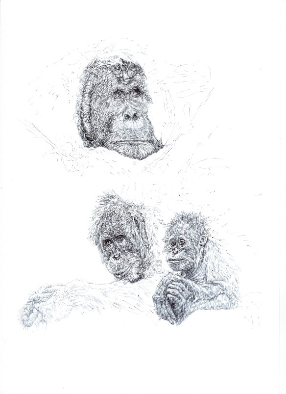'Orang-utans', 2014, black Biro drawing for WCS Malaysia Program