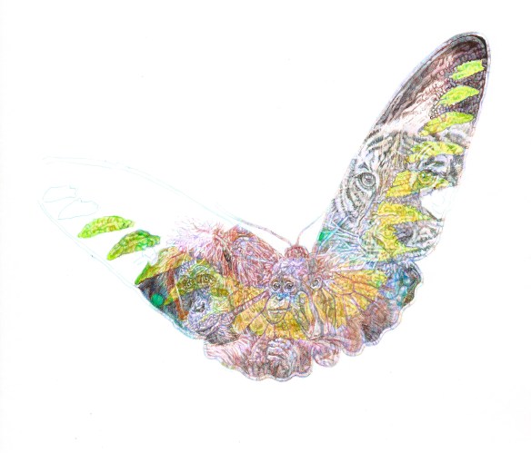 'Malaysian Forest', colour Biro drawing for WCS Malaysia Program by Jane Lee McCracken