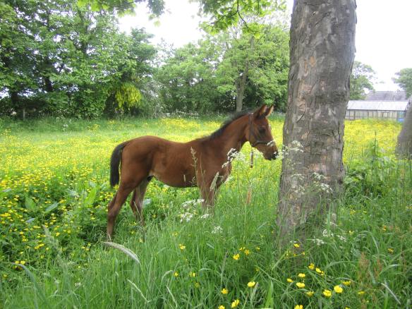 Pilgrim in a field of buttercups, 2012
