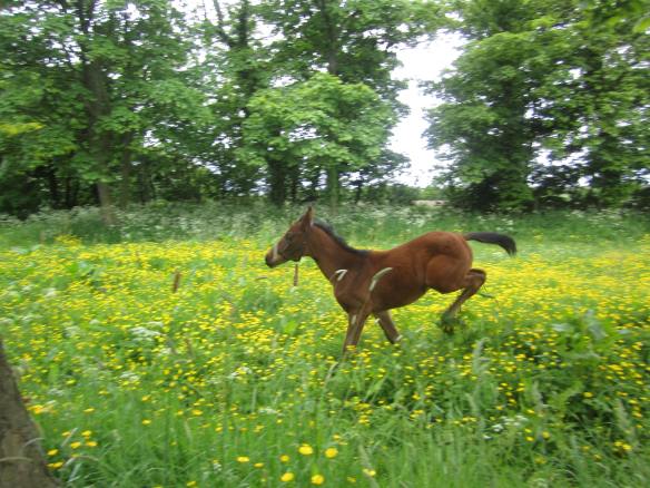 'Running Free', Pilgrim at a few weeks old, 2012