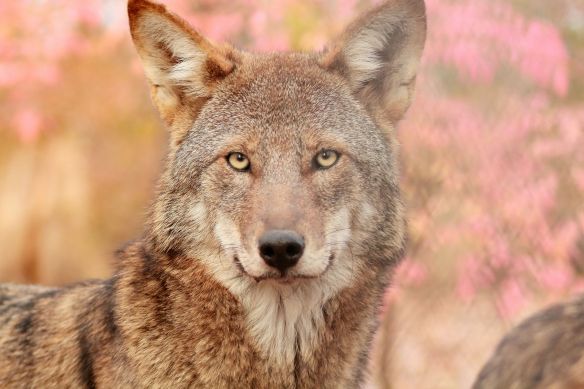 Member of the Wolf Conservation Center's Red Wolf Pack. Photo Credit: Maggie Howell WCC 2016
